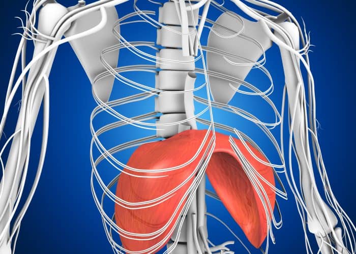 Diaphragm | Breathing Issue |Osteopath | Balwyn