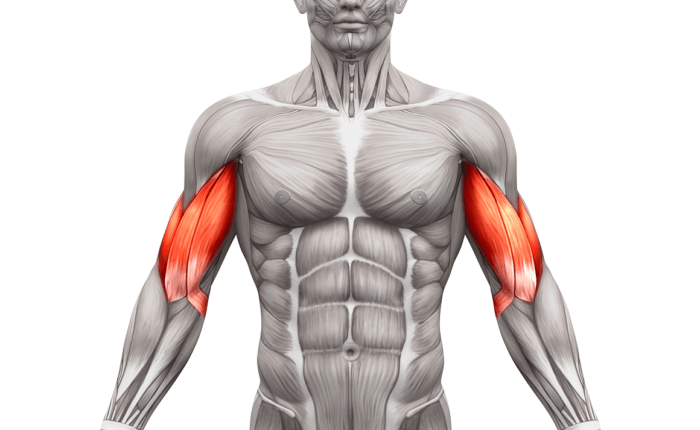 bicep muscle | bicep tendonitis
