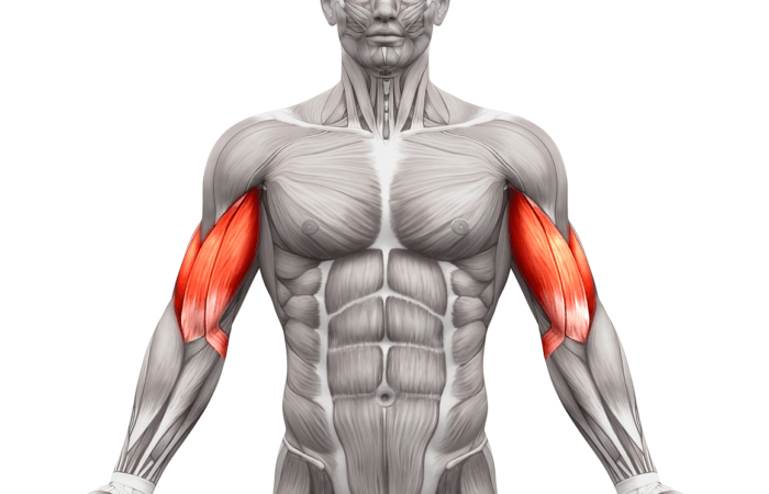 bicep muscle | bicep tendonitis