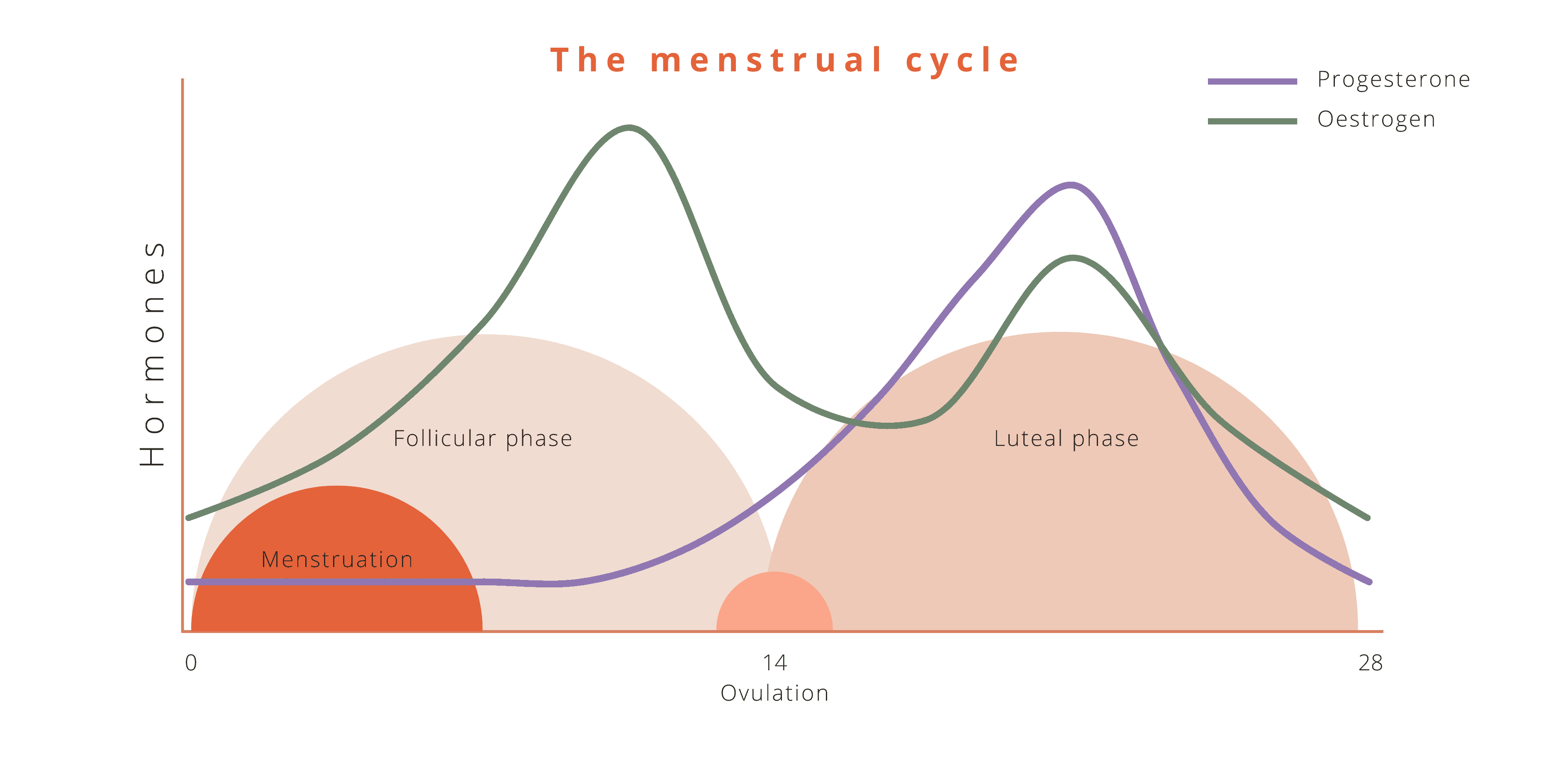 Menstruation Cyle | period cycle | hormone cycle